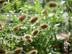 チクチクなひと