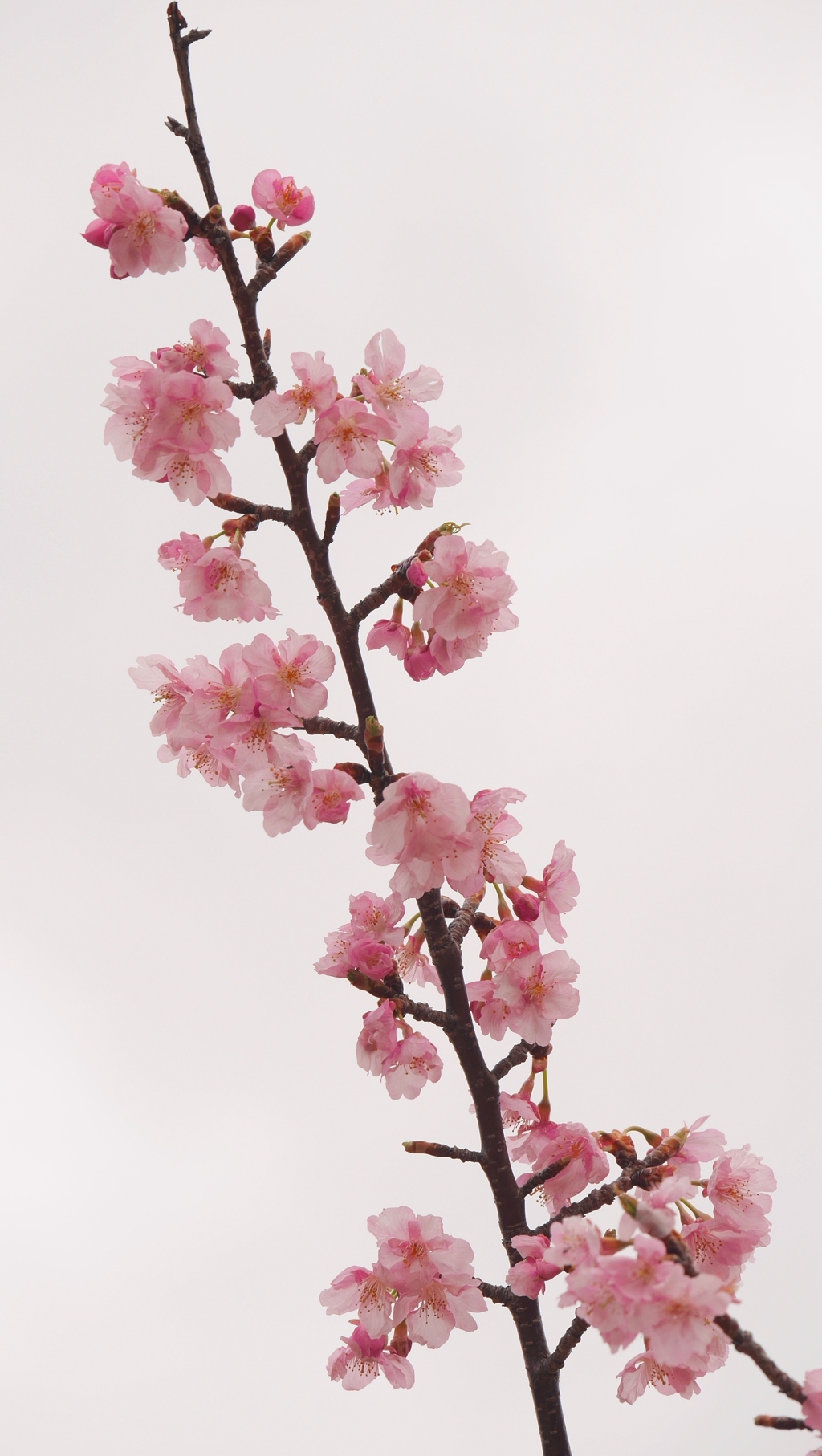 河津桜