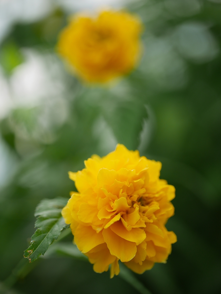 黄色の花