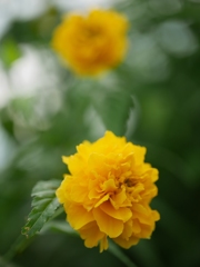 黄色の花