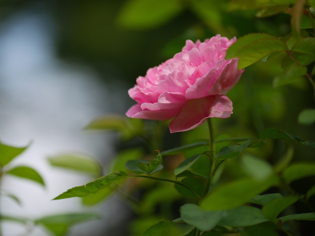 晩夏のバラⅡ