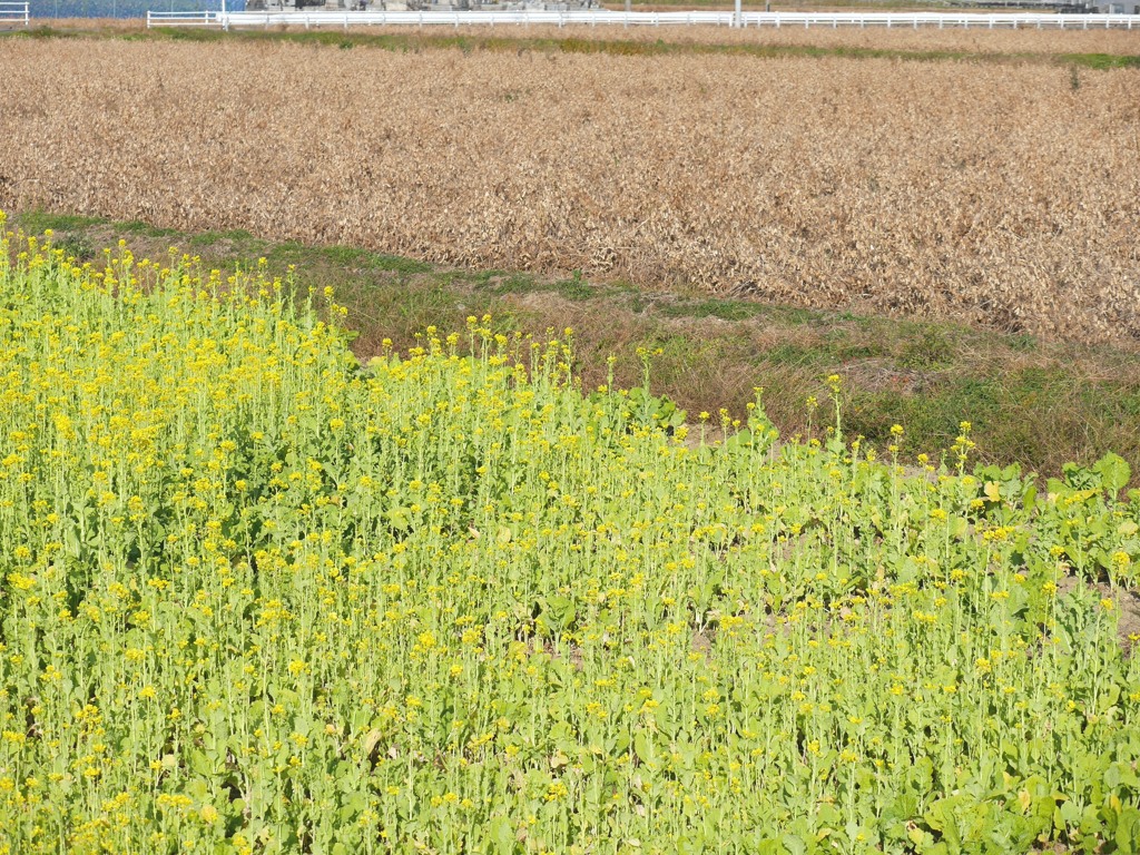 小春日和Ⅳ