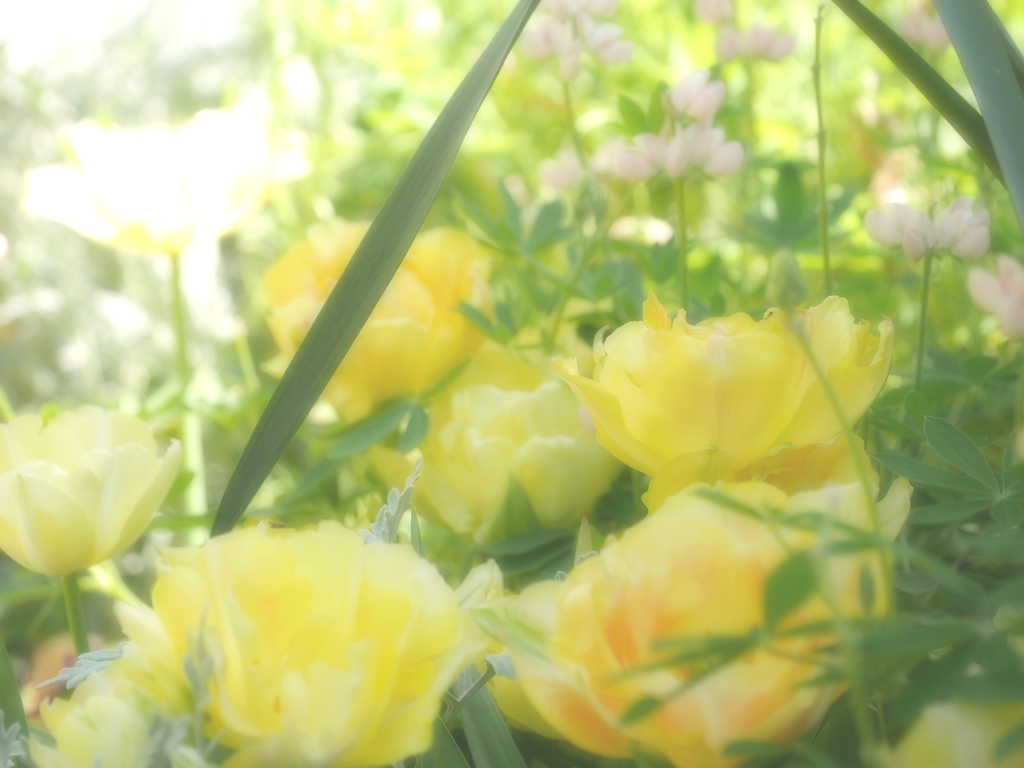 花をふんわり撮る