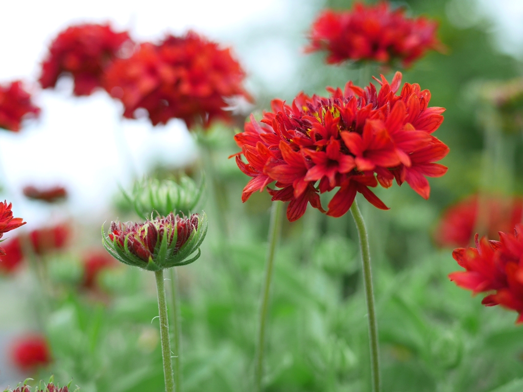 赤の花