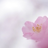 弥生の桜Ⅱ