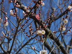 紅白仲良く