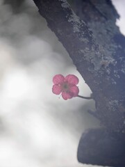 ポツンと紅梅