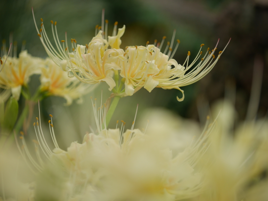 白色曼珠沙華