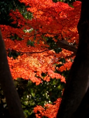 燃える