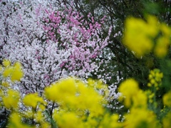 菜の花と