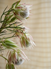 今週の花20140804