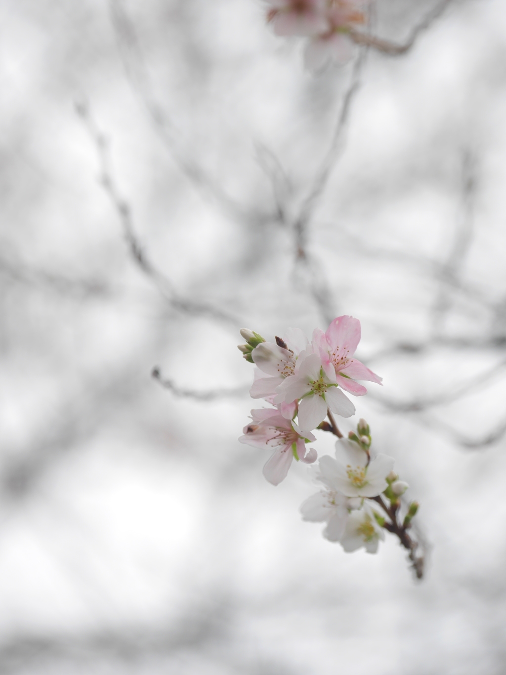 冬桜