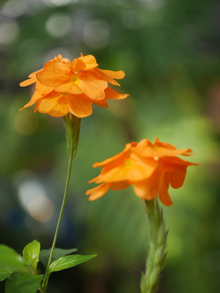 温室の花Ⅱ