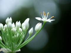 niranohana
