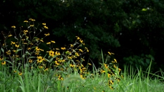 野の花