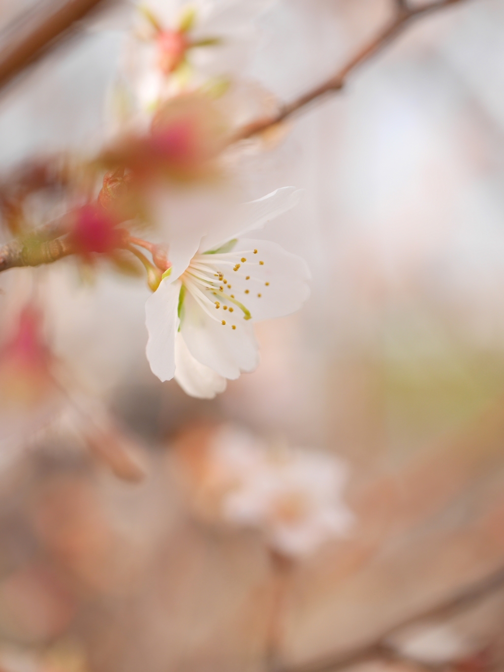 sakura