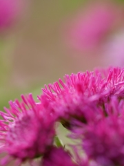 Ａｇｅｒａｔｕｍ
