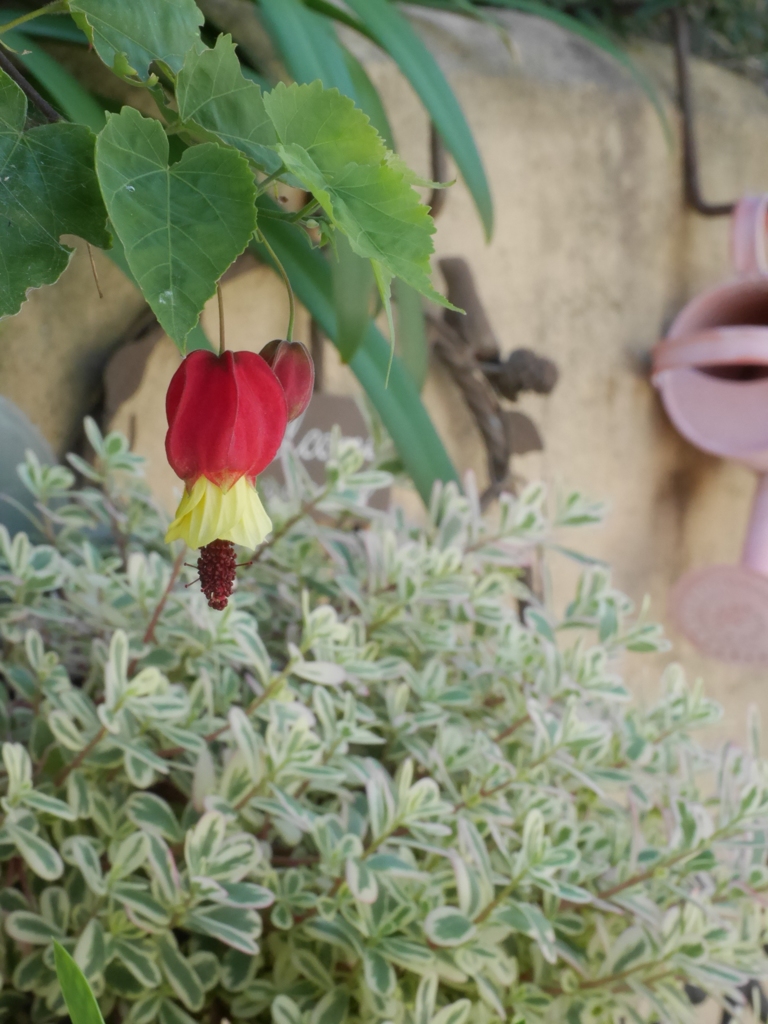 素敵なお宅のかわいい花