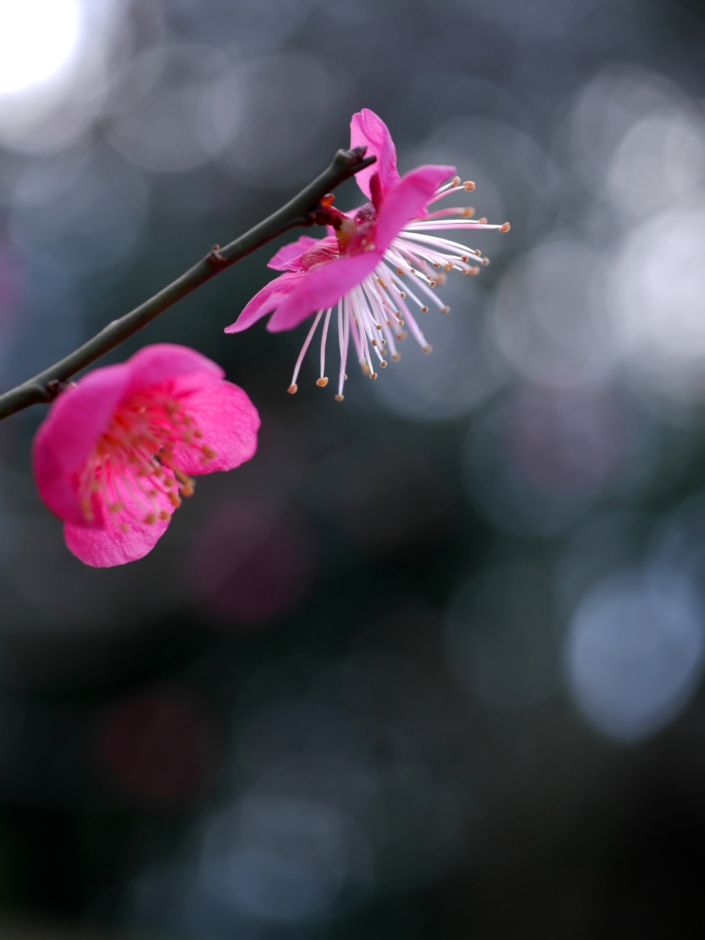 しべⅡ