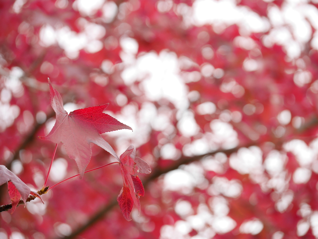 紅葉