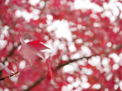 紅葉