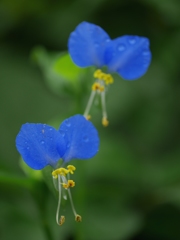 仲良しつゆ草
