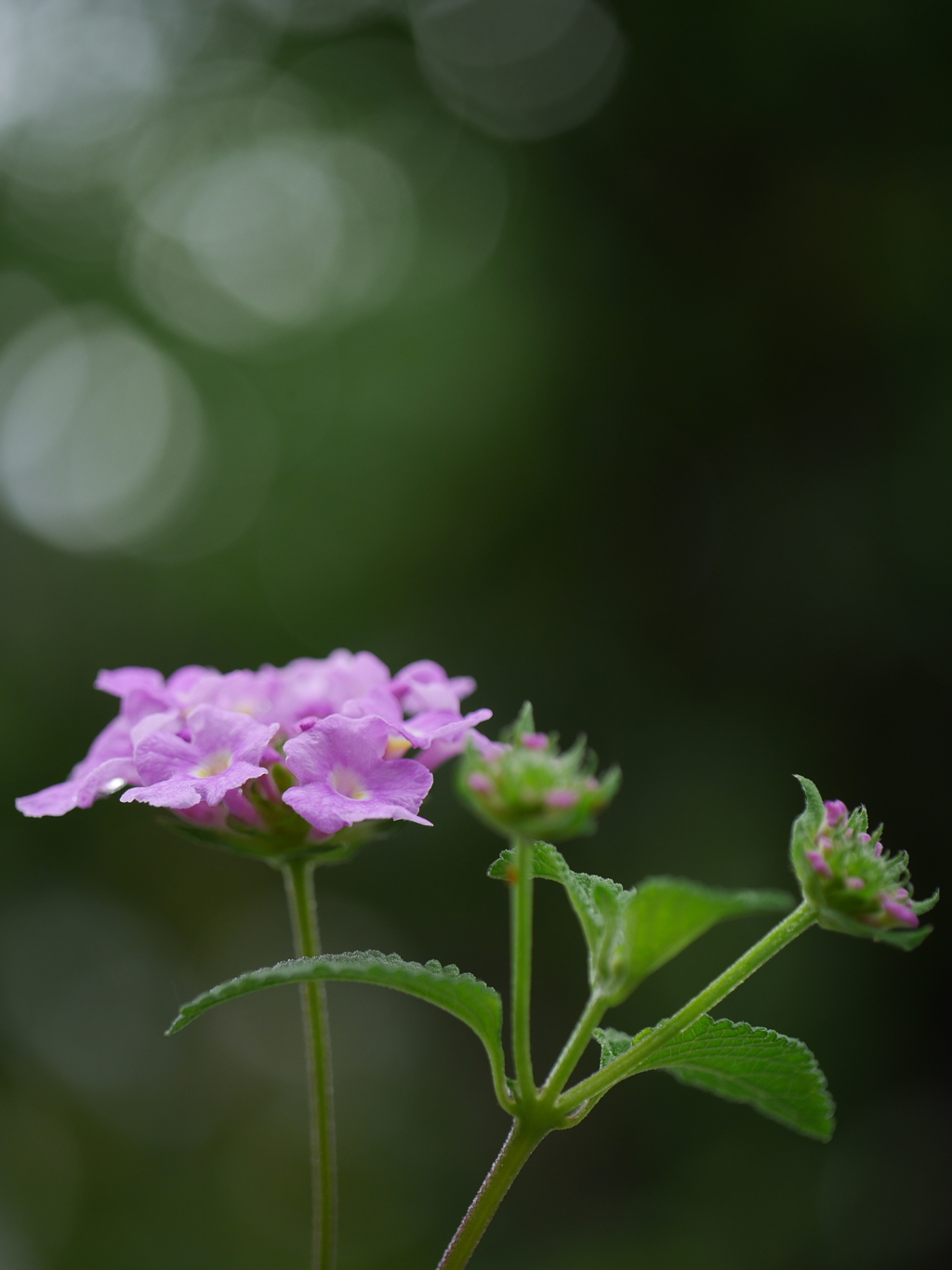 ランタナ　雨