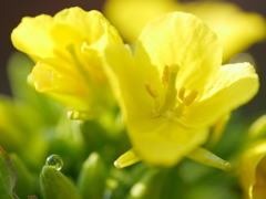 菜の花～雨上がり