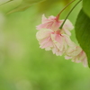 鬱金（うこん）桜Ⅱ