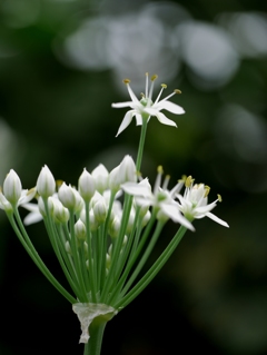 韮の花