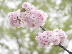 八重桜