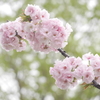 八重桜