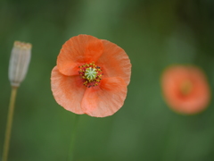 お花スナップ　オレンジ色