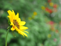 夏を待つ～向日葵のある花壇