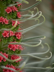 温室の花