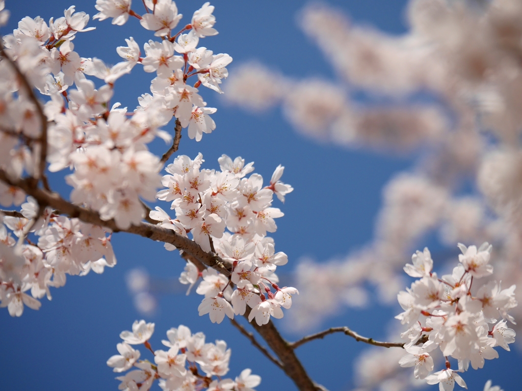 桜晴れ By 365pann Id 写真共有サイト Photohito