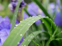 雨ですねえ