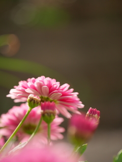 仕事を抜け出して~ピンクの花