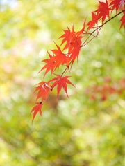 小春日和Ⅱ