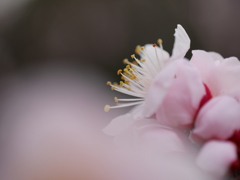 春の夜の夢