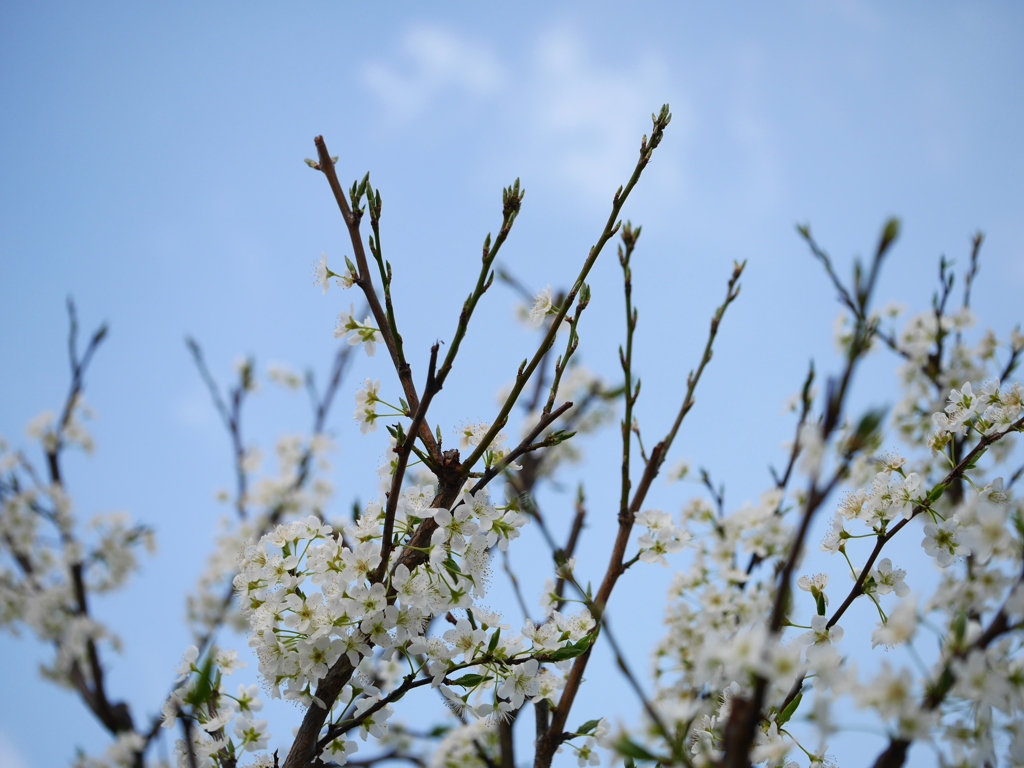 緑桜と青空と