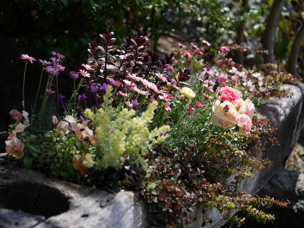 寄せ植え