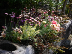 寄せ植え