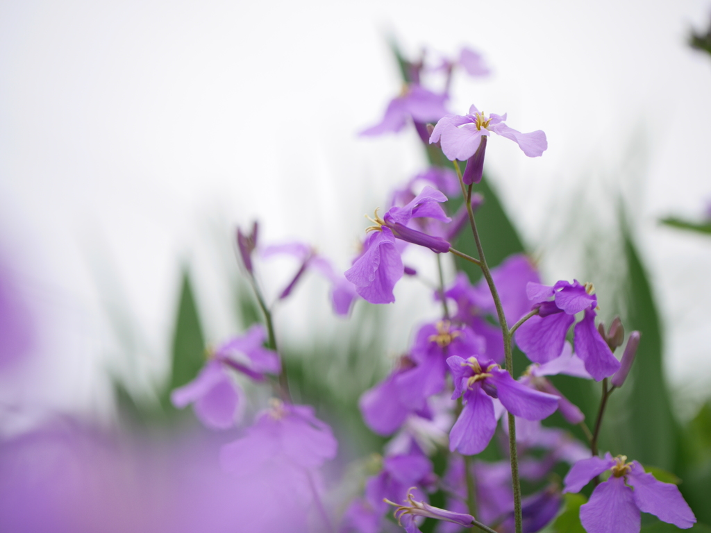 紫花菜