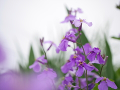 紫花菜