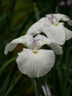 白い花菖蒲Ⅱ