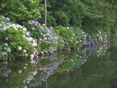 紫陽花池