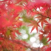 今朝のもみじⅠ