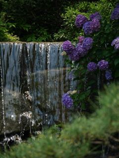 水と紫陽花