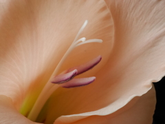 いただき物の花